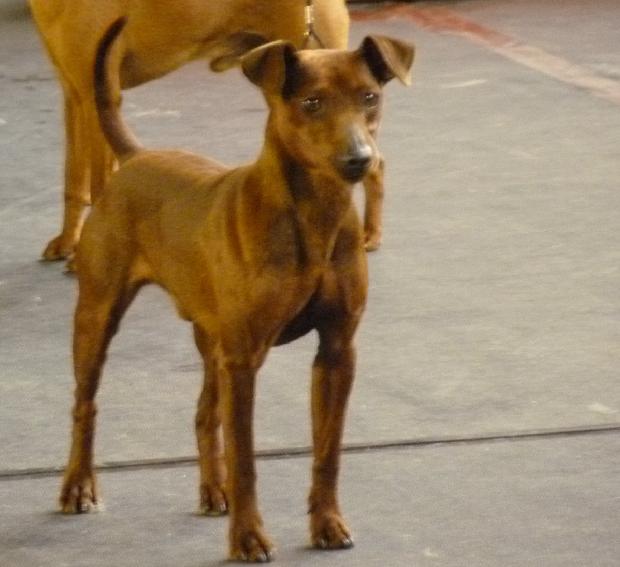 Pinscher Miniatura