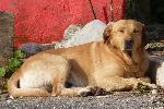 Cães