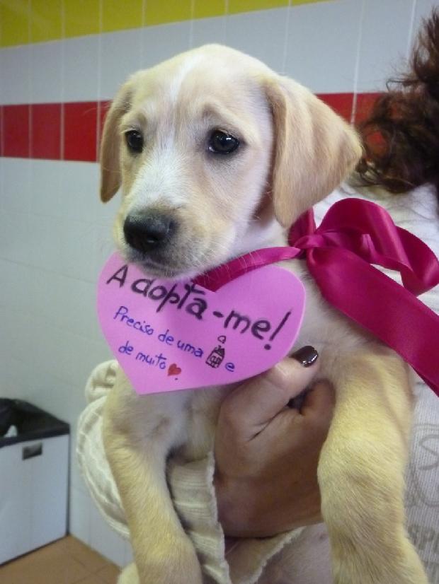 Adopta-me!