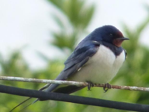 Andorinha-das-chaminés