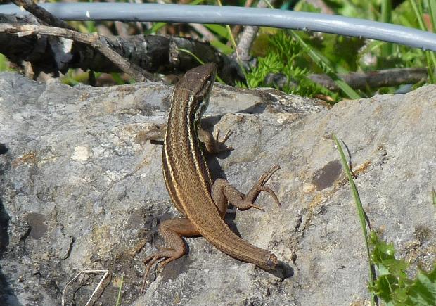 Lagartixa-ibérica (fêmea)