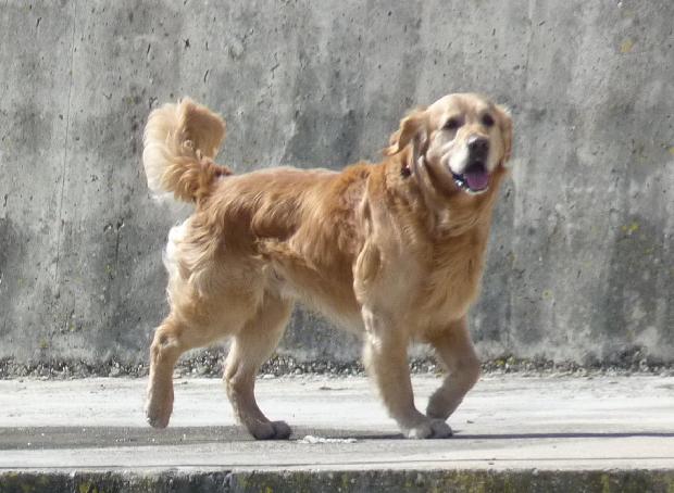 Cão