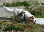 Cães