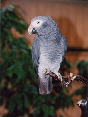 Papagaio cinzento de Timneh