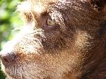 Cães