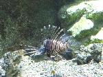 Peixe-dragão <i>(Pterois antennata)</i>