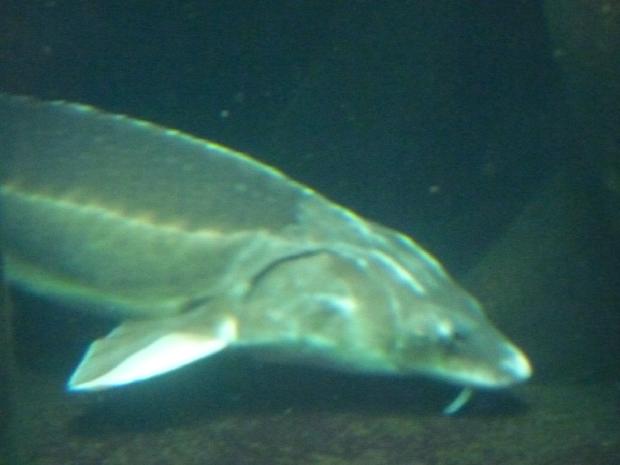 Esturjão-atlântico