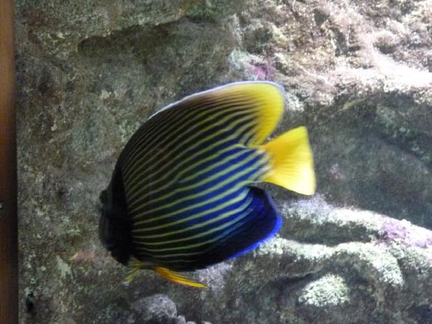 Peixe-anjo Imperador