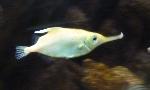 Apara-lápis <i>(Macroramphosus scolopax)</i>