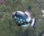 Peixe-porco-palhaço <i>(Balistoides conspicillum)</i>