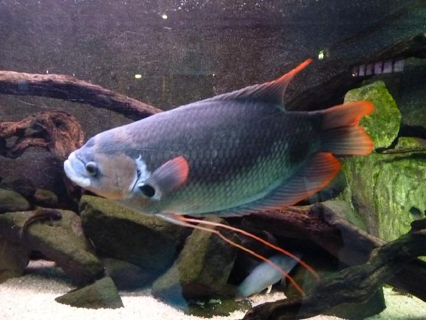 Gourami