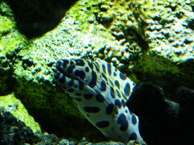 Moreia-pintada