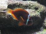 Amphiprion-frenatus <i>(Amphiprion frenatus)</i>