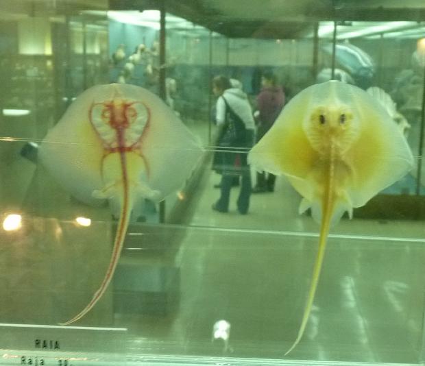 Raias à trasparência