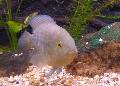 Peixe