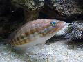 Peixe