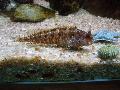 Peixe
