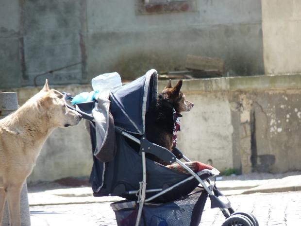 Cão em carro de bebé