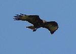 Aves
