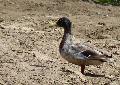 Pato-real