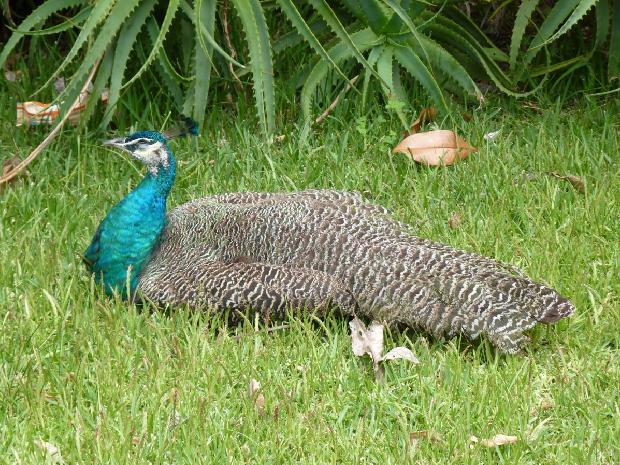 Pavão