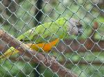 Aves