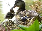 Aves