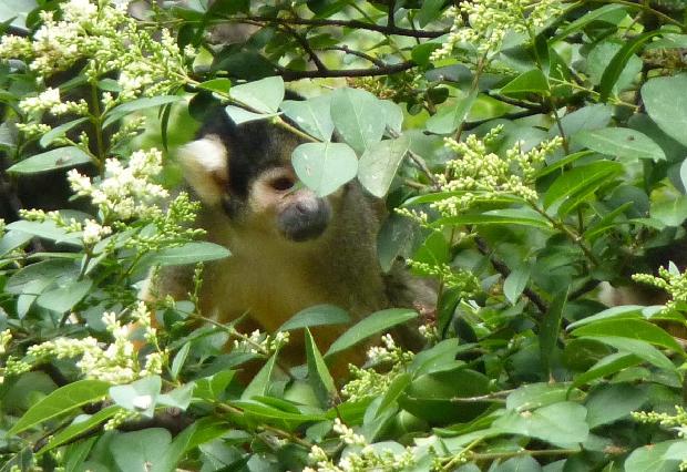 Saimiri-da-bolívia