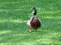 Pato-real