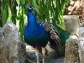 Pavão