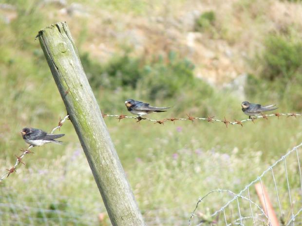 Andorinhas-das-chaminés