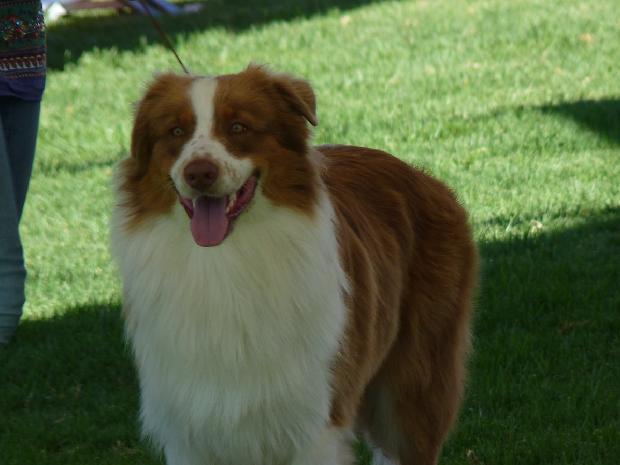 Cão de Pastor Australiano