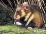Hamster-Sírio <i>(Mesocricetus auratus)</i>