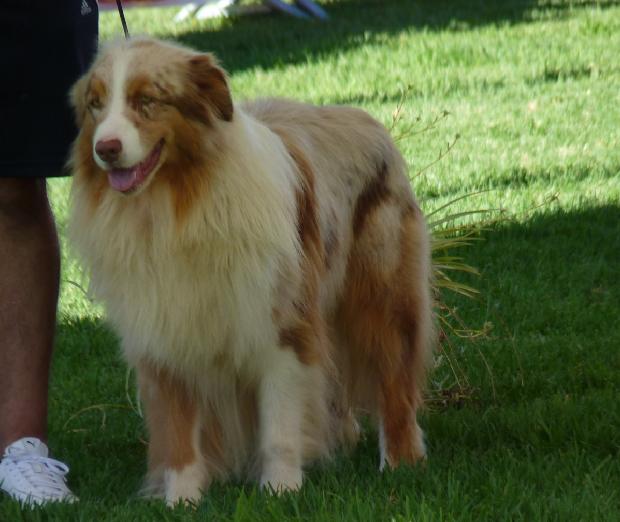 Cão de Pastor Australiano