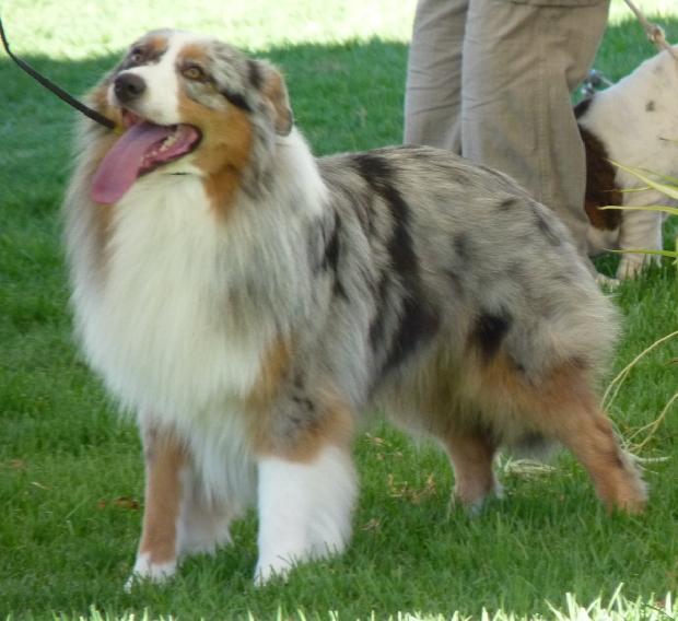 Cão de Pastor Australiano