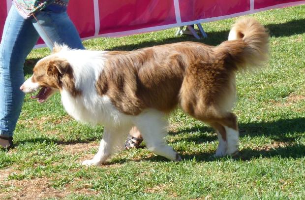 Cão de Pastor Australiano