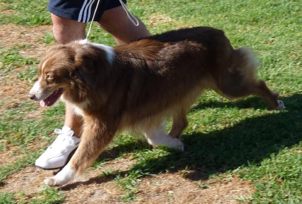 Cão de Pastor Australiano