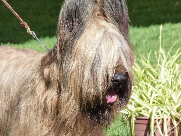 Cão de Pastor de Brie