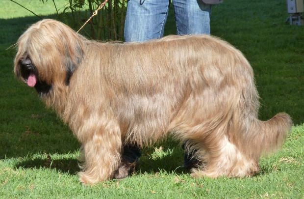 Cão de Pastor de Brie