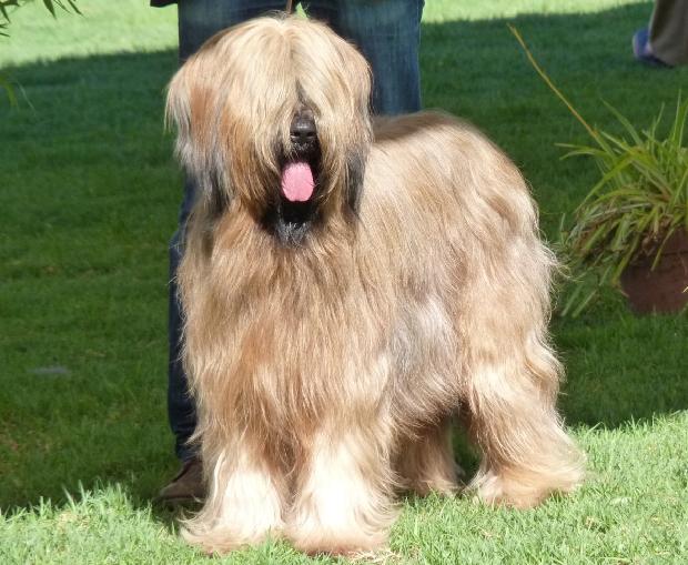 Cão de Pastor de Brie