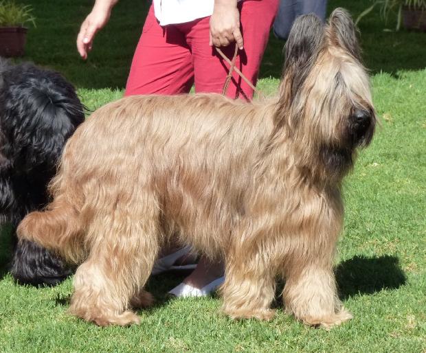Cão de Pastor de Brie