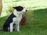 Cães