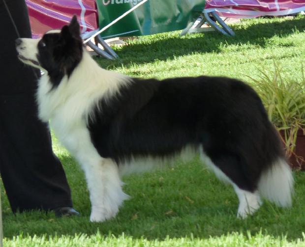 Border Collie