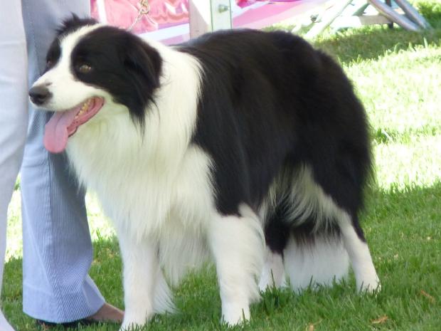 Border Collie