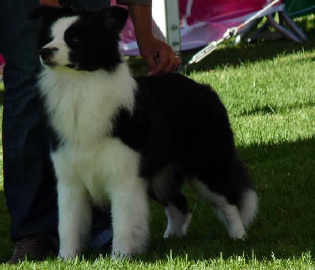 Border Collie