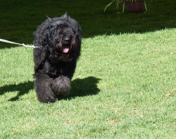 Cão Boieiro da Flandres