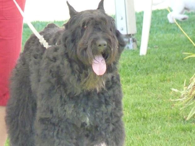 Cão Boieiro da Flandres