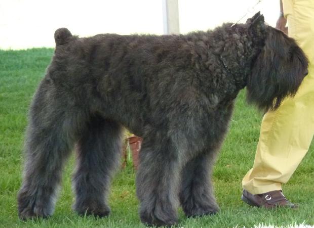 Cão Boieiro da Flandres