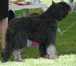 Cães