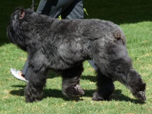 Cão Boieiro da Flandres